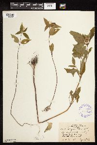 Galeopsis tetrahit image