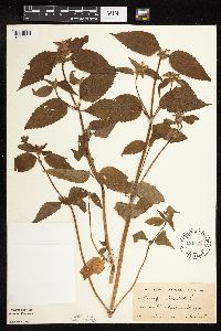 Galeopsis tetrahit image