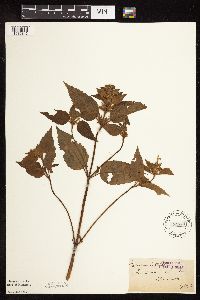 Galeopsis tetrahit image