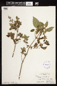 Galeopsis tetrahit image
