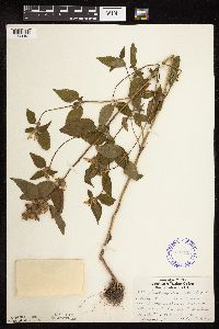 Galeopsis tetrahit image