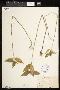 Galeopsis tetrahit image