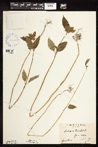 Galeopsis tetrahit image