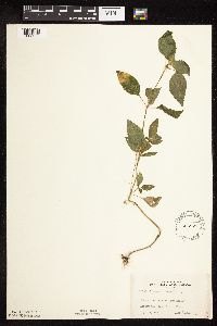 Galeopsis tetrahit image