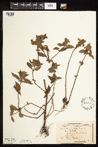 Galeopsis tetrahit image