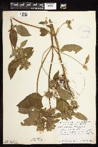 Galeopsis tetrahit image