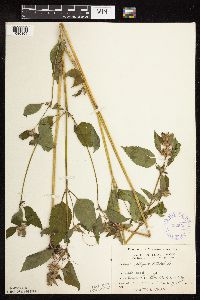 Galeopsis tetrahit image