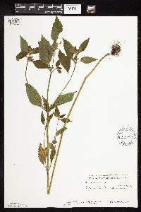 Galeopsis tetrahit image