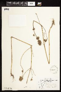 Galeopsis tetrahit image