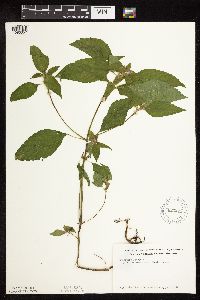 Galeopsis tetrahit image