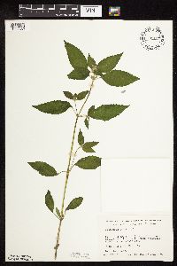 Galeopsis tetrahit image