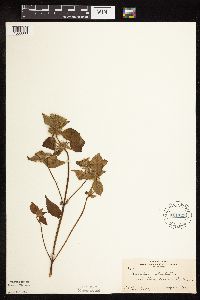 Galeopsis tetrahit image