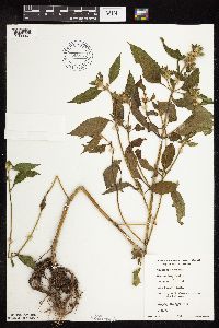 Galeopsis tetrahit image