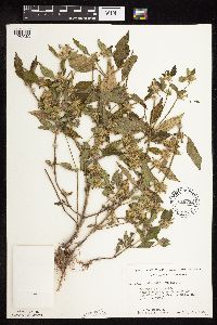 Galeopsis tetrahit image