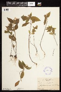 Galeopsis tetrahit image