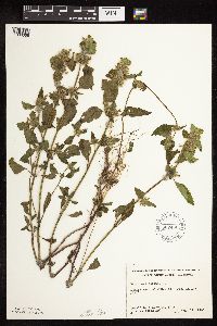 Galeopsis tetrahit image