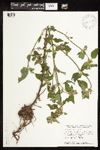 Galeopsis tetrahit image