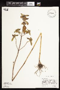 Galeopsis tetrahit image