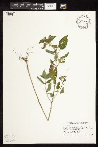 Galeopsis tetrahit image