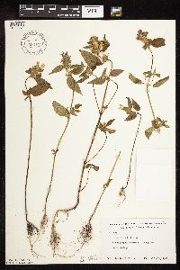 Galeopsis tetrahit image