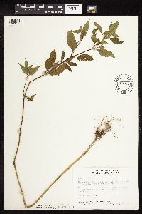 Galeopsis tetrahit image