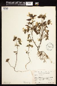 Galeopsis tetrahit image