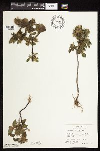 Galeopsis tetrahit image