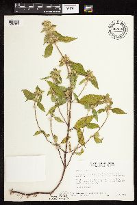 Galeopsis tetrahit image