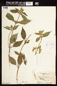 Galeopsis tetrahit image