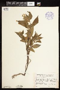 Galeopsis tetrahit image