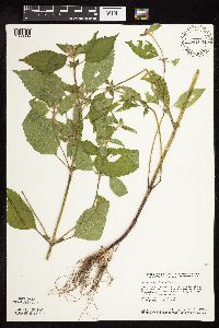 Galeopsis tetrahit image