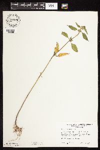 Galeopsis tetrahit image