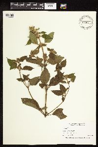 Galeopsis tetrahit image