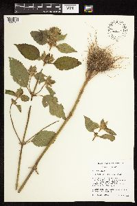 Galeopsis tetrahit image