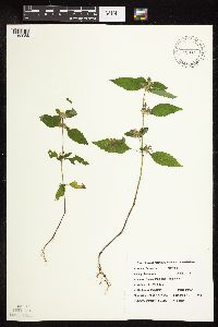 Galeopsis tetrahit image