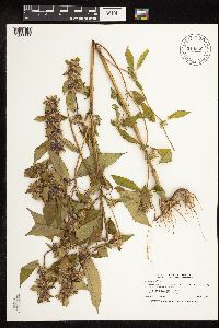 Galeopsis tetrahit image