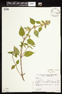 Galeopsis bifida image