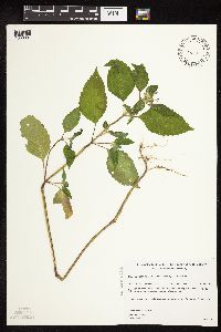 Galeopsis bifida image