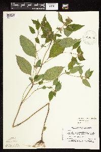 Galeopsis bifida image