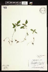 Galeopsis bifida image