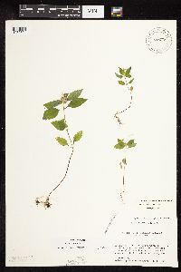 Galeopsis bifida image