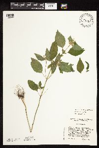 Galeopsis bifida image