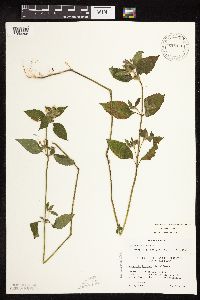 Galeopsis bifida image