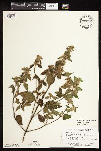 Galeopsis bifida image