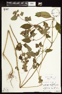 Galeopsis bifida image