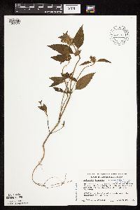 Galeopsis bifida image