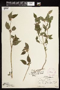 Galeopsis bifida image