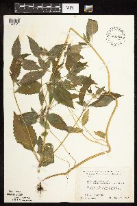 Galeopsis bifida image