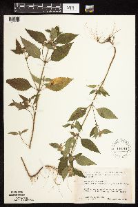 Galeopsis bifida image