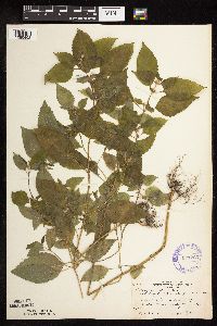 Galeopsis bifida image